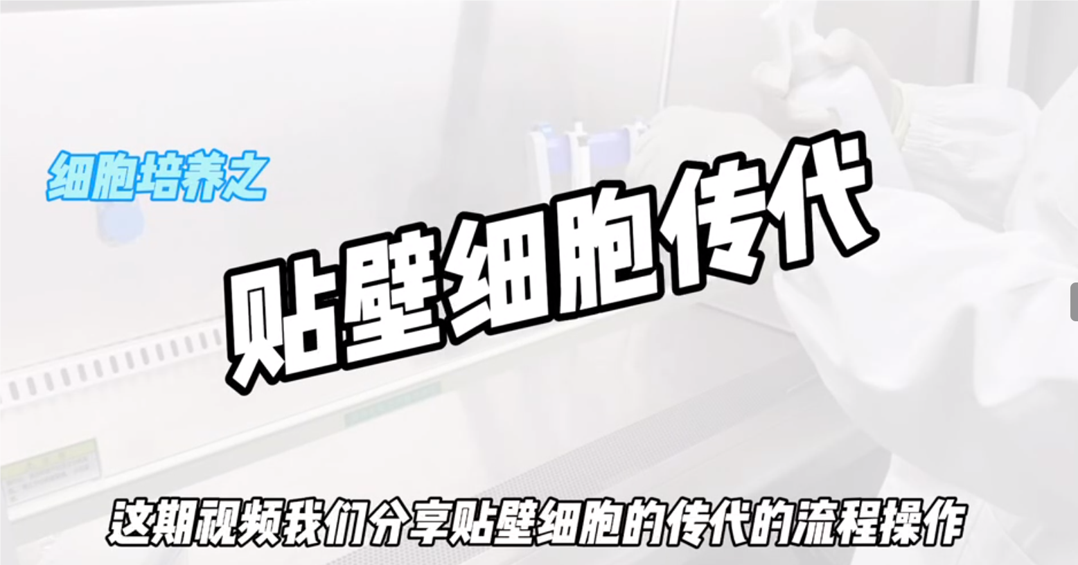 貼壁細胞傳代操作視頻