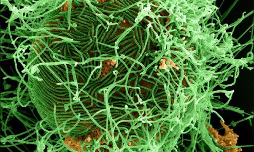 為蟲害疫苗打造“超級粘合劑”，SpyBiotech獲GV和牛津400萬美元投資