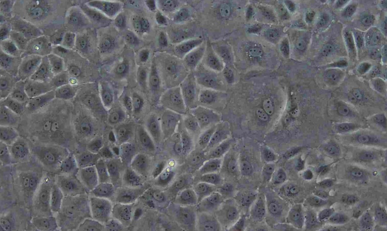 正常大鼠腎細胞NRK-52E(種屬鑒定)