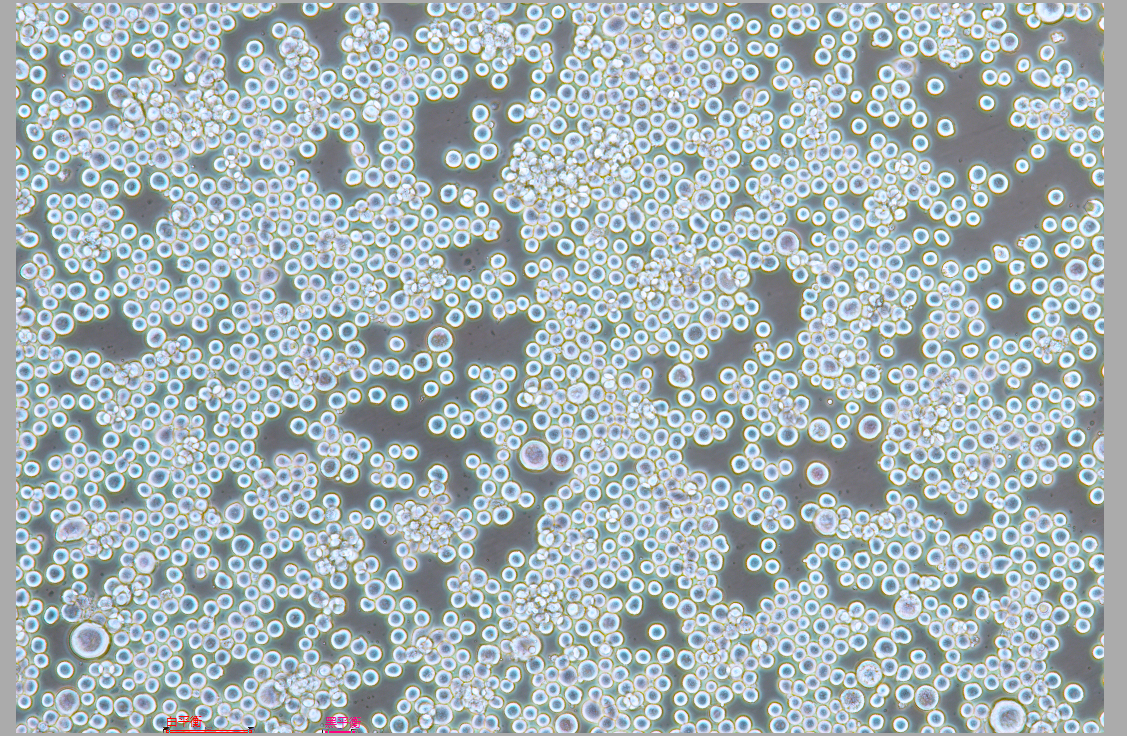 昆蟲卵巢細胞Sf9(種屬鑒定)