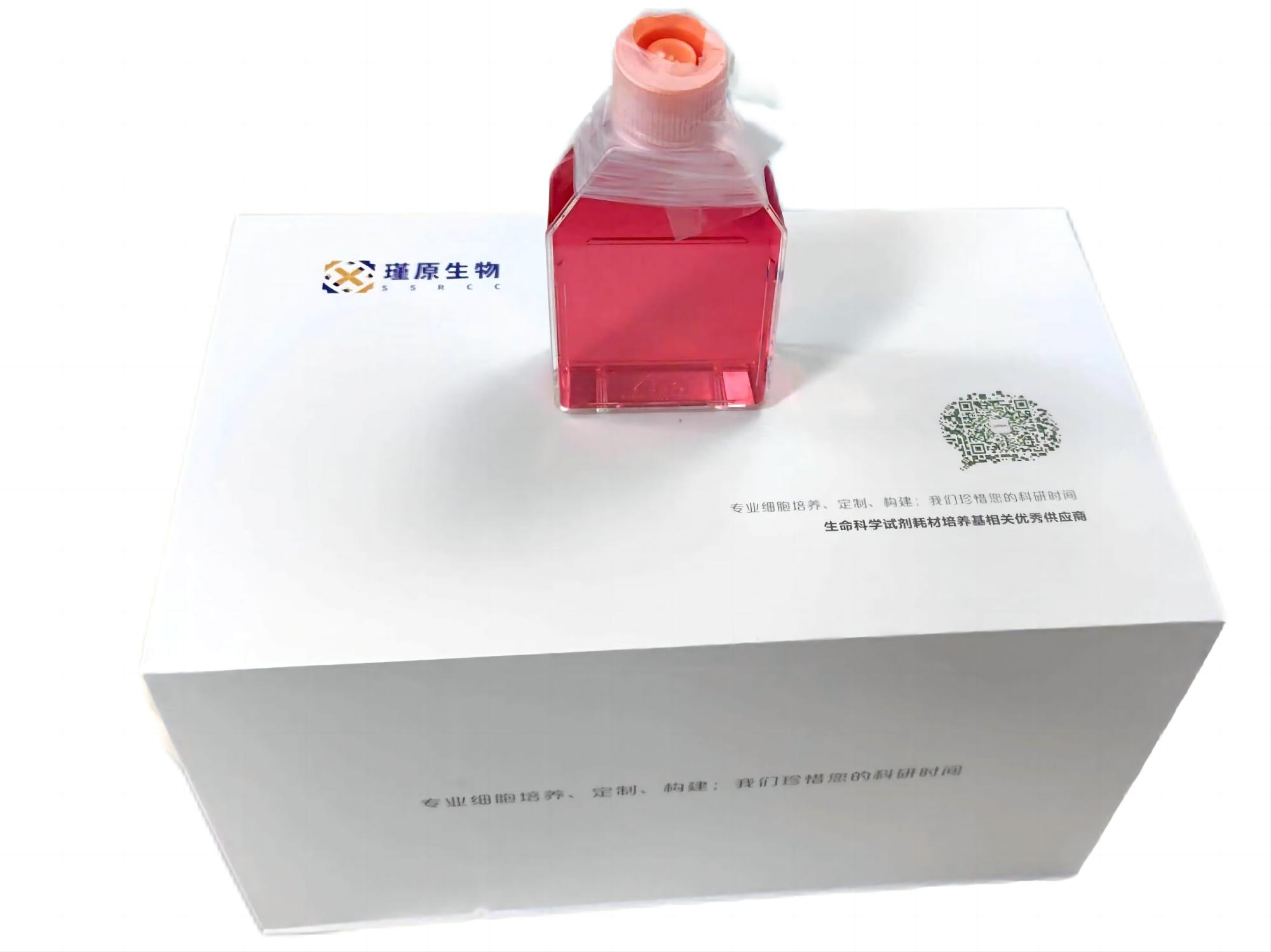 二氫葉酸還原酶缺陷型中國倉鼠卵巢細胞CHO/dhFr-(種屬鑒定)