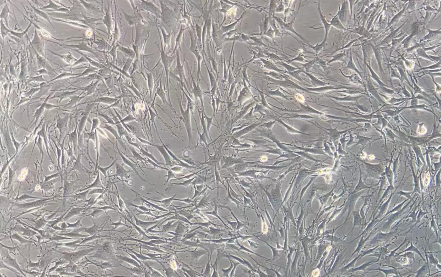 小鼠骨髓基質細胞OP9(種屬鑒定)