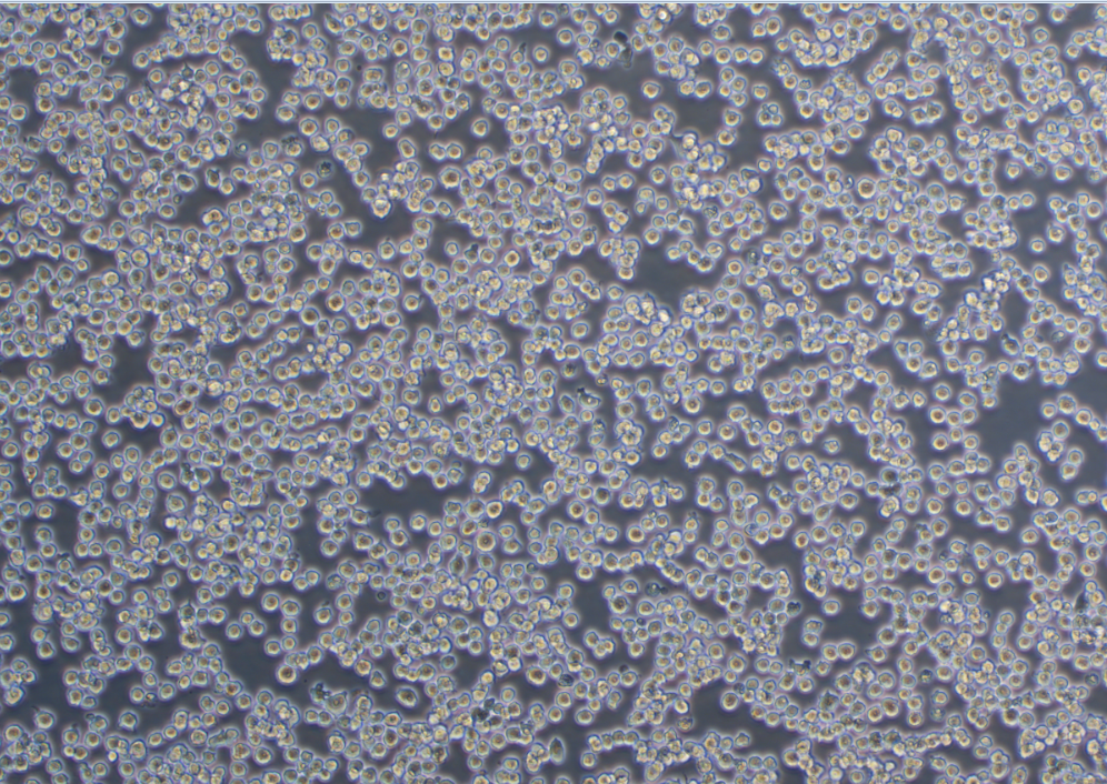 小鼠樹突狀細胞DC2.4? (STR鑒定)