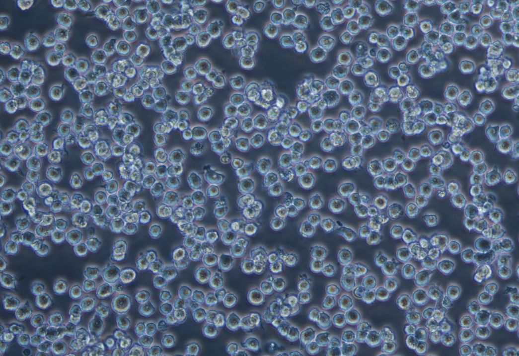 小鼠樹突狀細胞DC2.4? (STR鑒定)