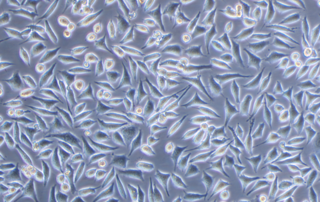 小鼠成纖維細胞NCTC clone 929(STR鑒定正確)