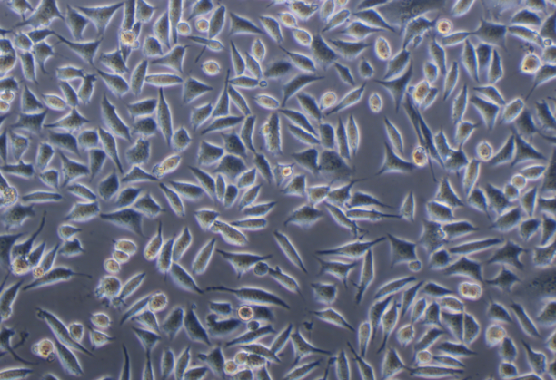 小鼠成纖維細胞NCTC clone 929(STR鑒定正確)