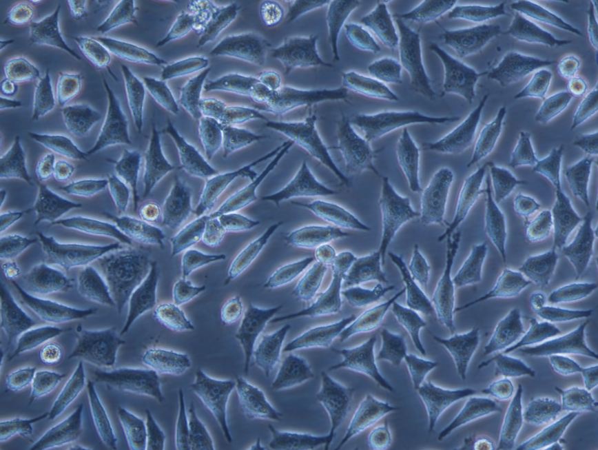 小鼠成纖維細胞NCTC clone 929(STR鑒定正確)