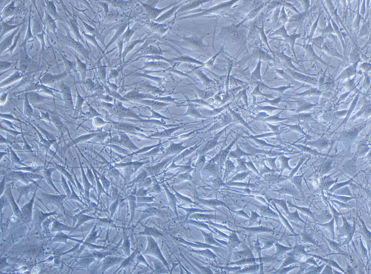 小鼠骨髓基質細胞OP9(種屬鑒定)