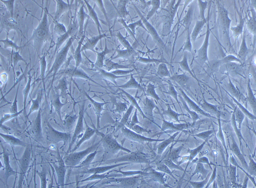 小鼠骨髓基質細胞OP9(種屬鑒定)