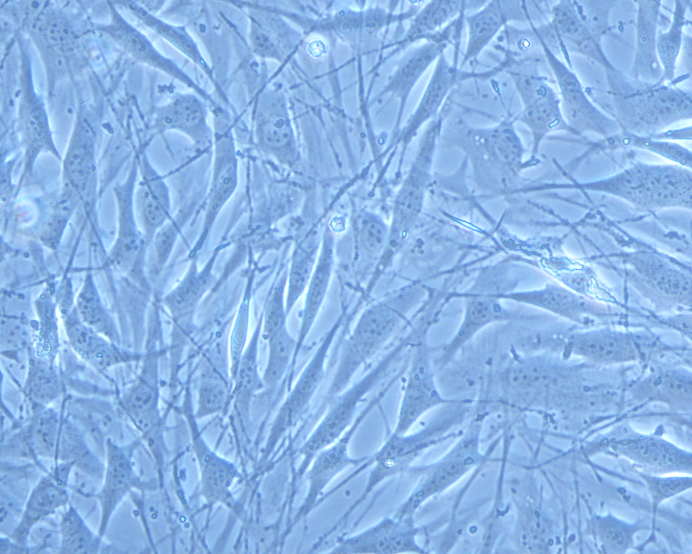 小鼠骨髓基質細胞OP9(種屬鑒定)