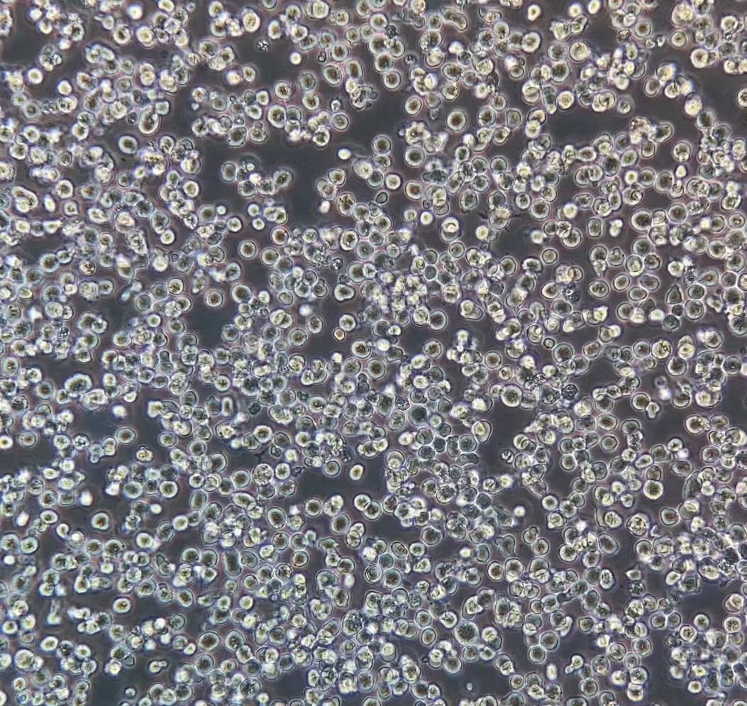 小鼠淋巴瘤細(xì)胞EL4(種屬鑒定)