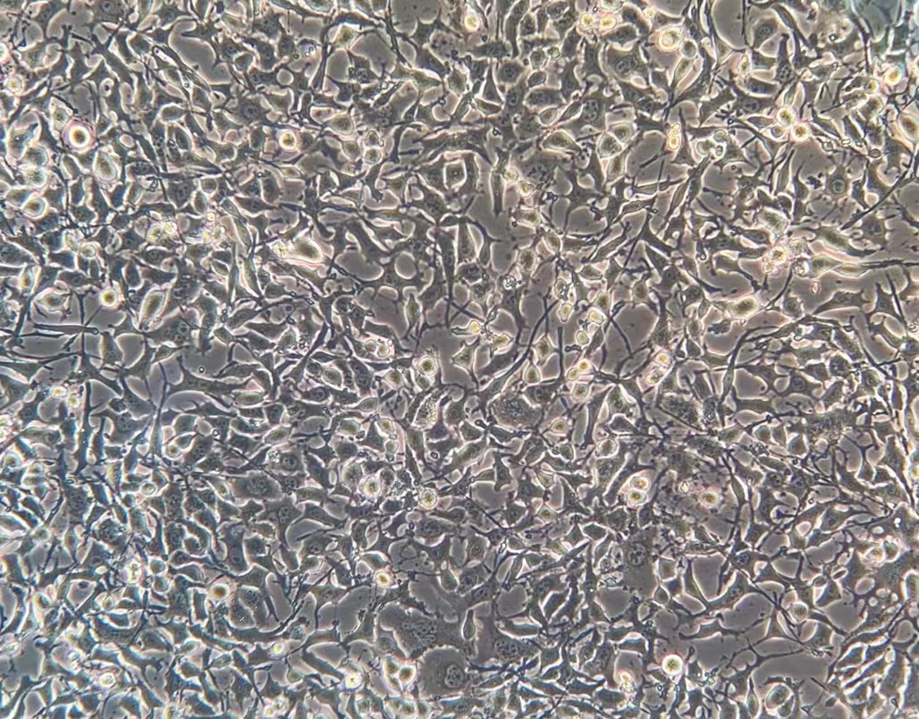 小鼠骨樣細胞MLO-Y4 (種屬鑒定)