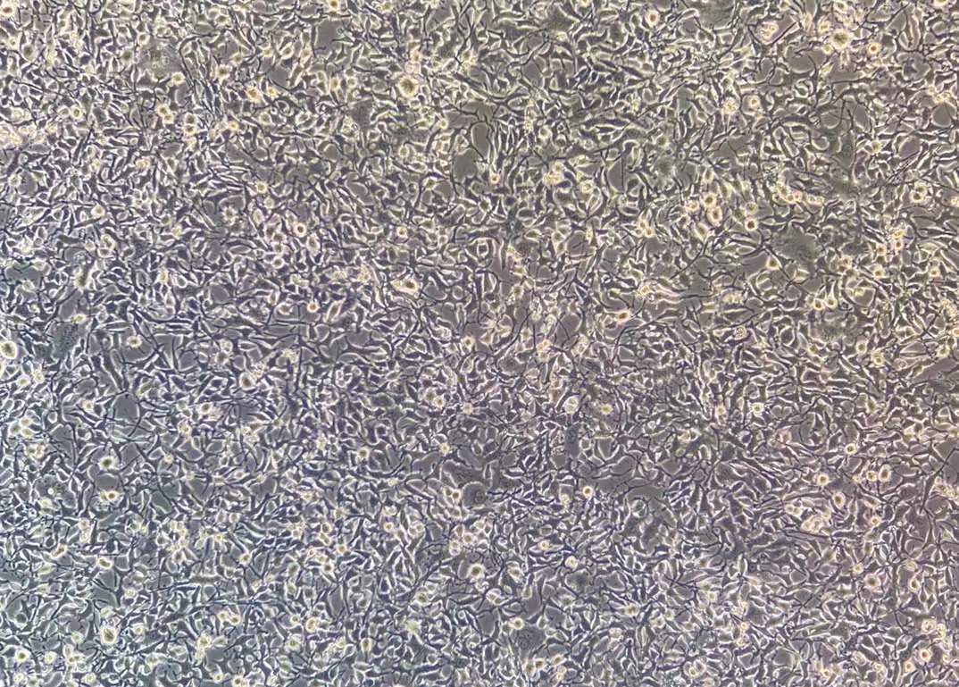 小鼠骨樣細胞MLO-Y4 (種屬鑒定)