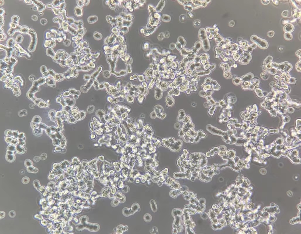 人視網(wǎng)膜母細(xì)胞瘤WERI-Rb-1(STR鑒定正確)