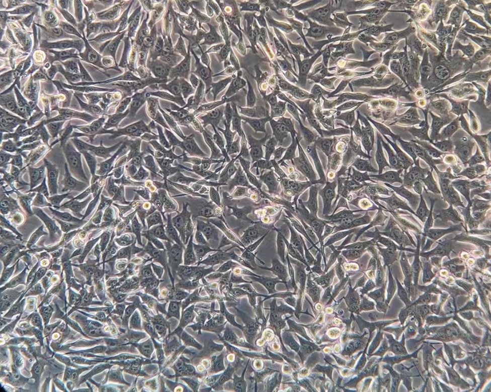 小鼠黑色素瘤細胞B16-F10(種屬鑒定)