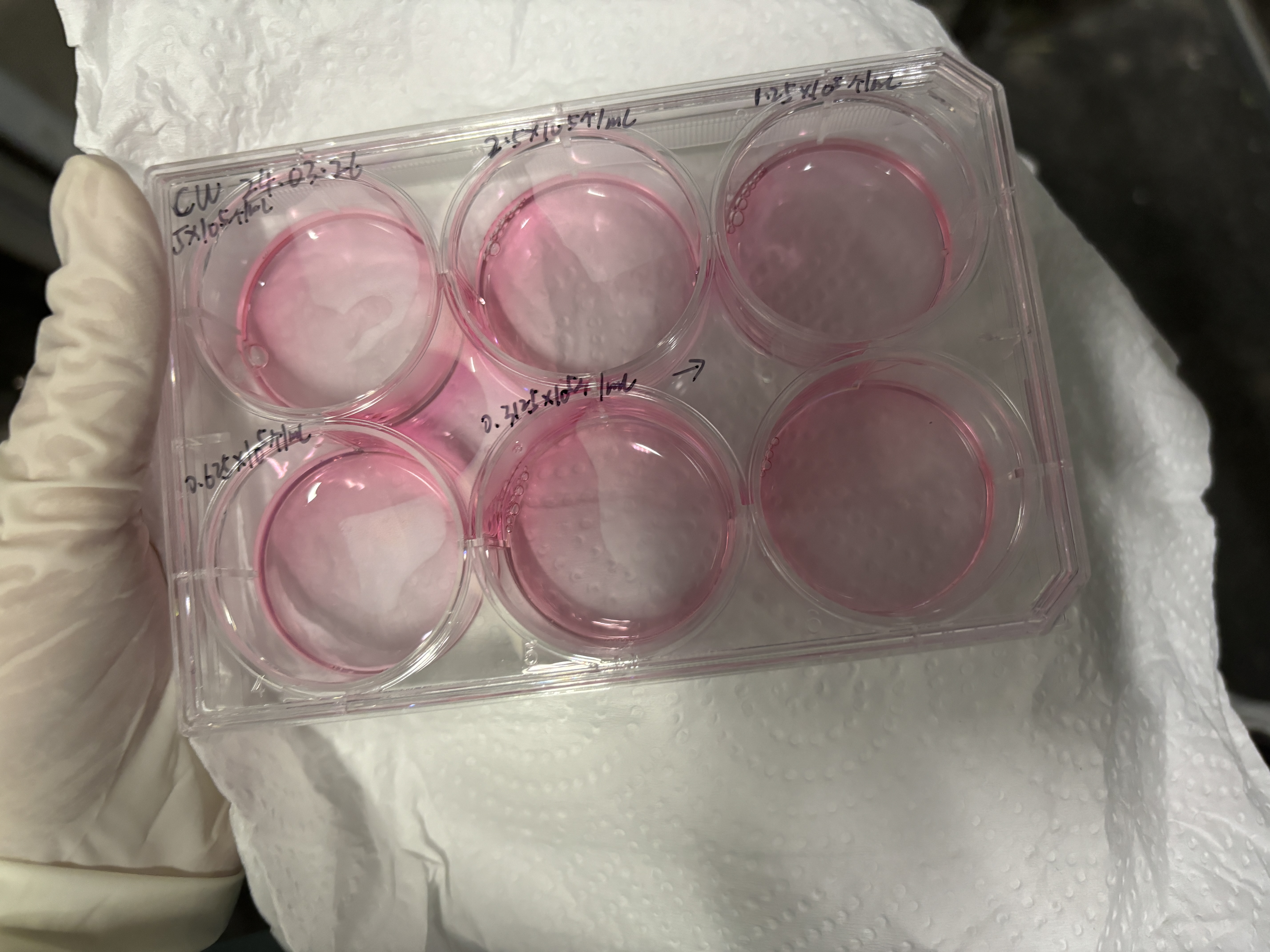 小鼠結(jié)腸癌帶熒光素酶MC-38+luc(種屬鑒定)