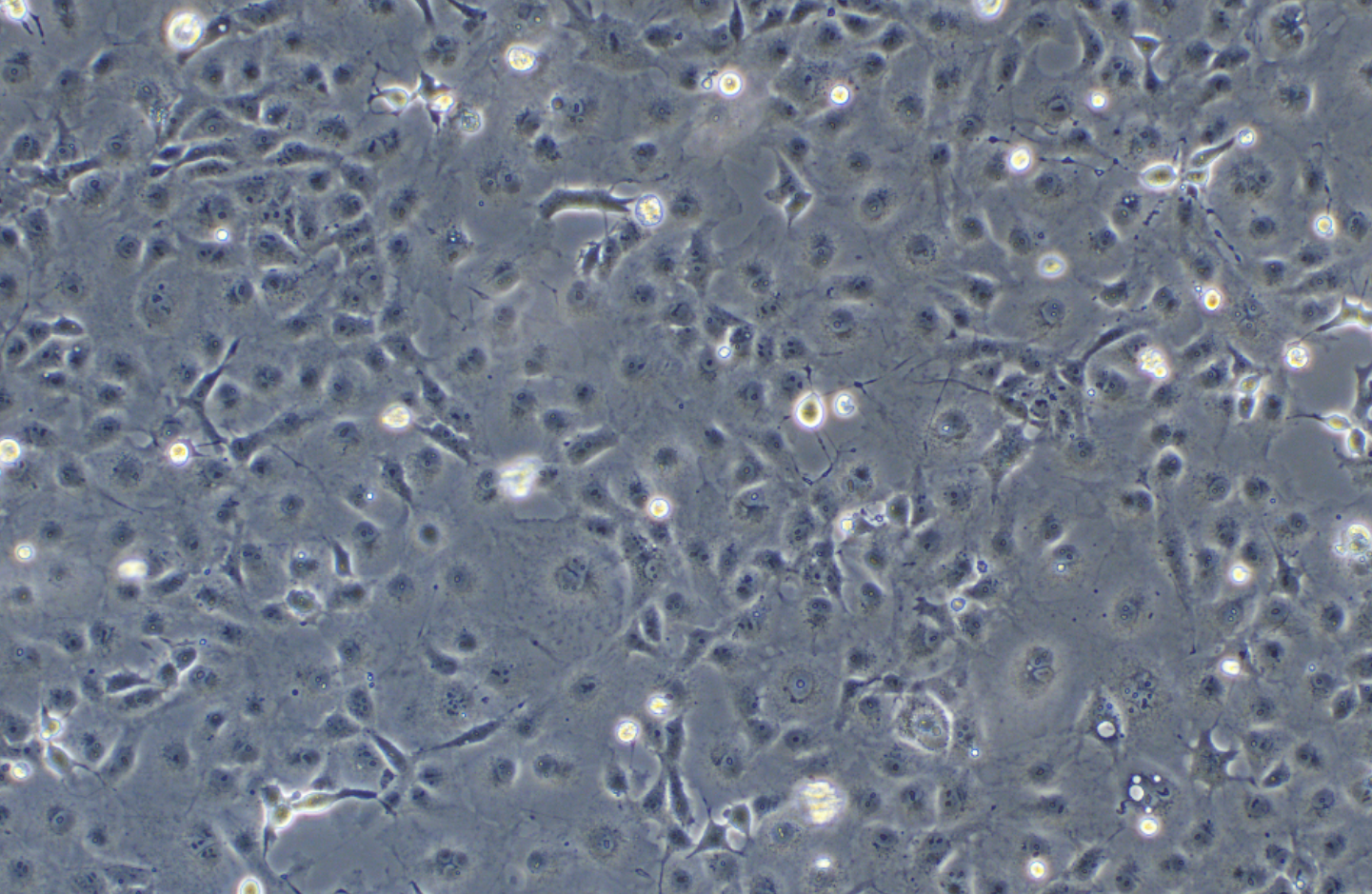 SV40轉化的非洲綠猴腎細胞COS-7(種屬鑒定)