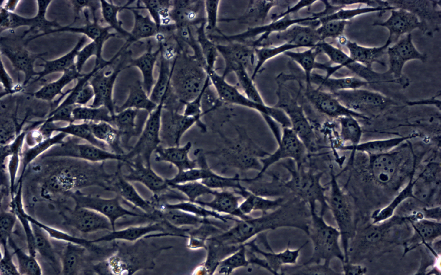 小鼠前脂肪胚胎成纖維細胞3T3-L1(種屬鑒定)
