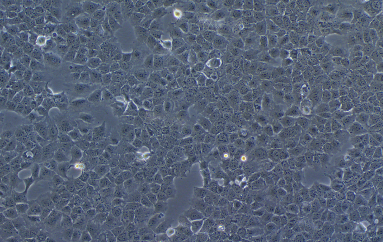 小鼠肝細(xì)胞AML12(種屬鑒定)