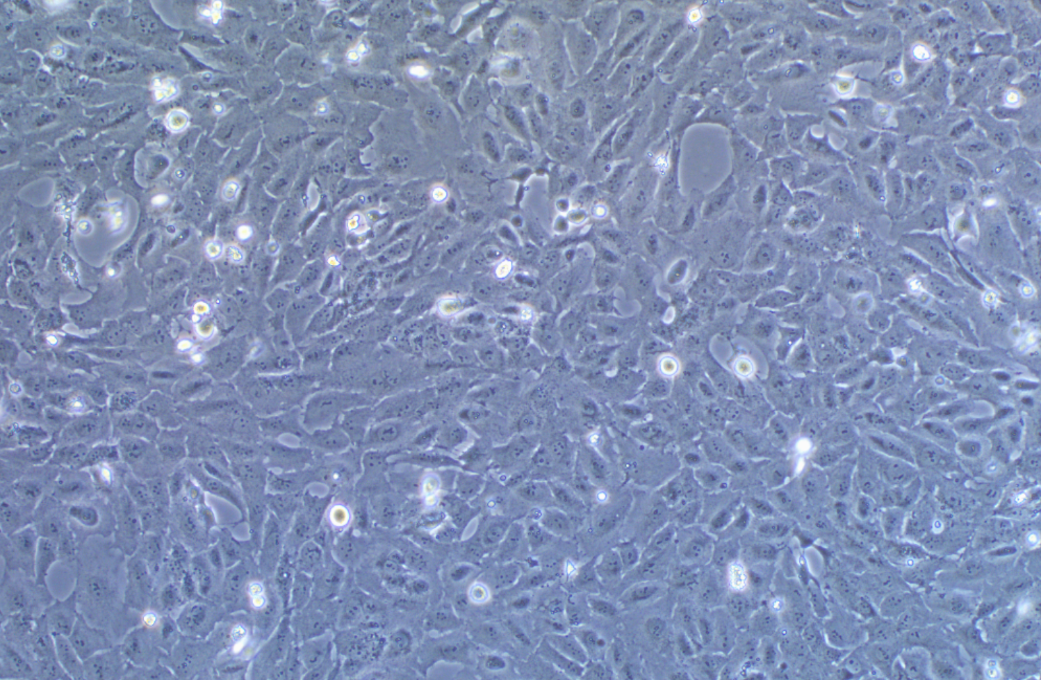 人肝外膽管上皮細(xì)胞