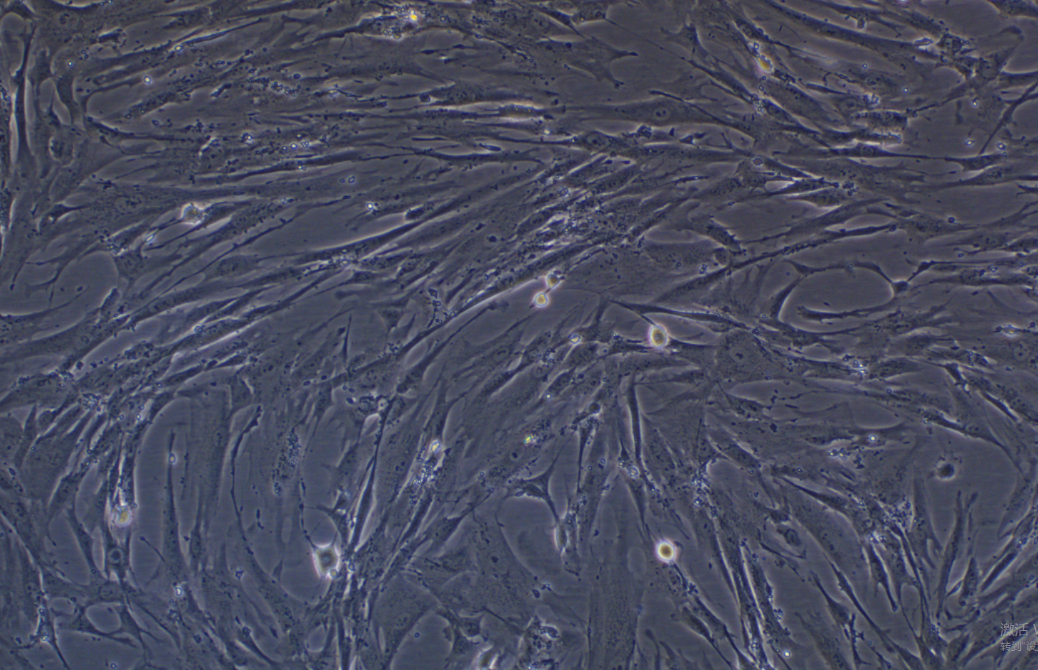 人包皮成纖維細(xì)胞HFF-1(STR鑒定正確)