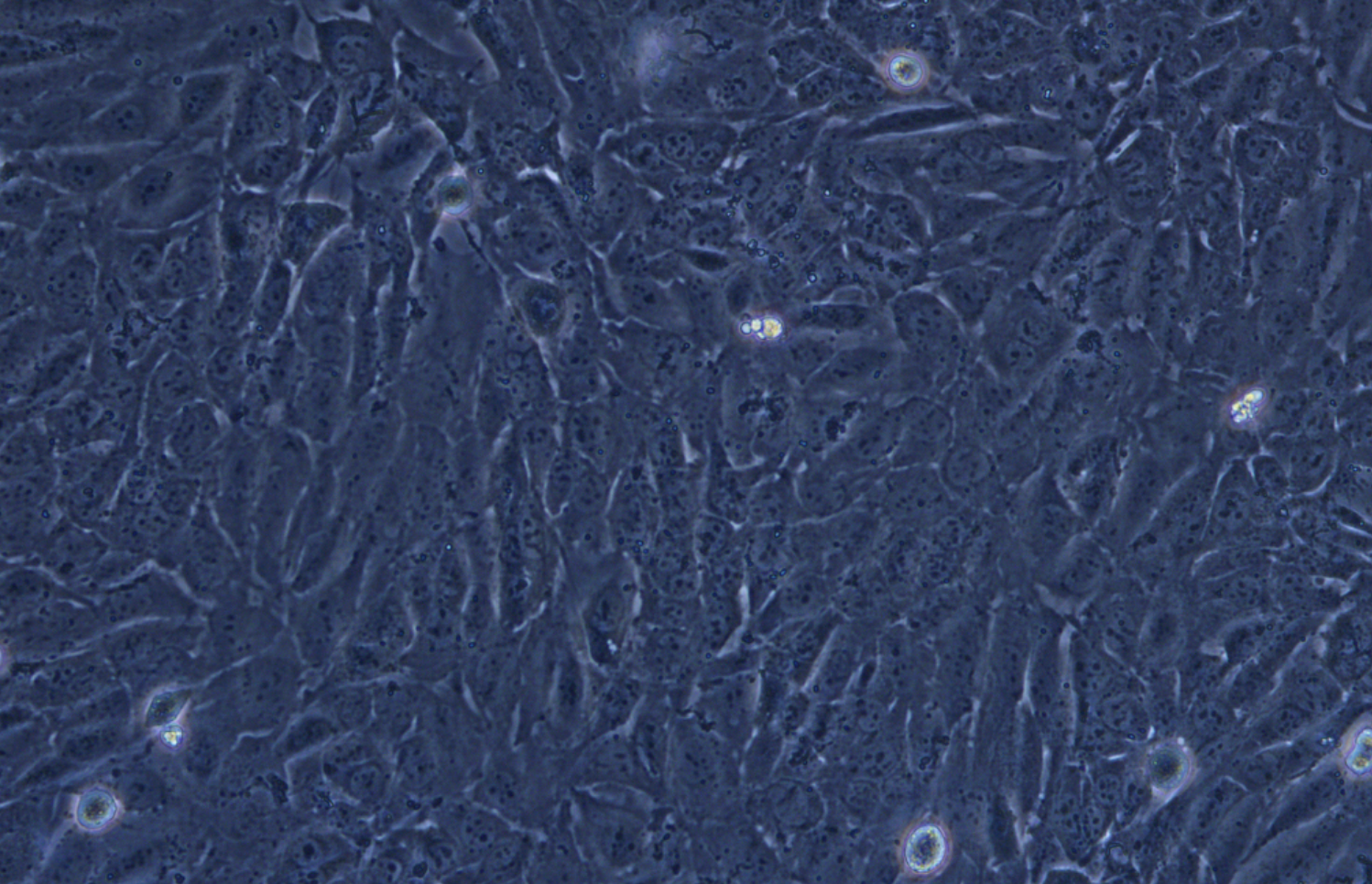 小鼠腎髓質(zhì)細胞mIMCD-3 (種屬鑒定)