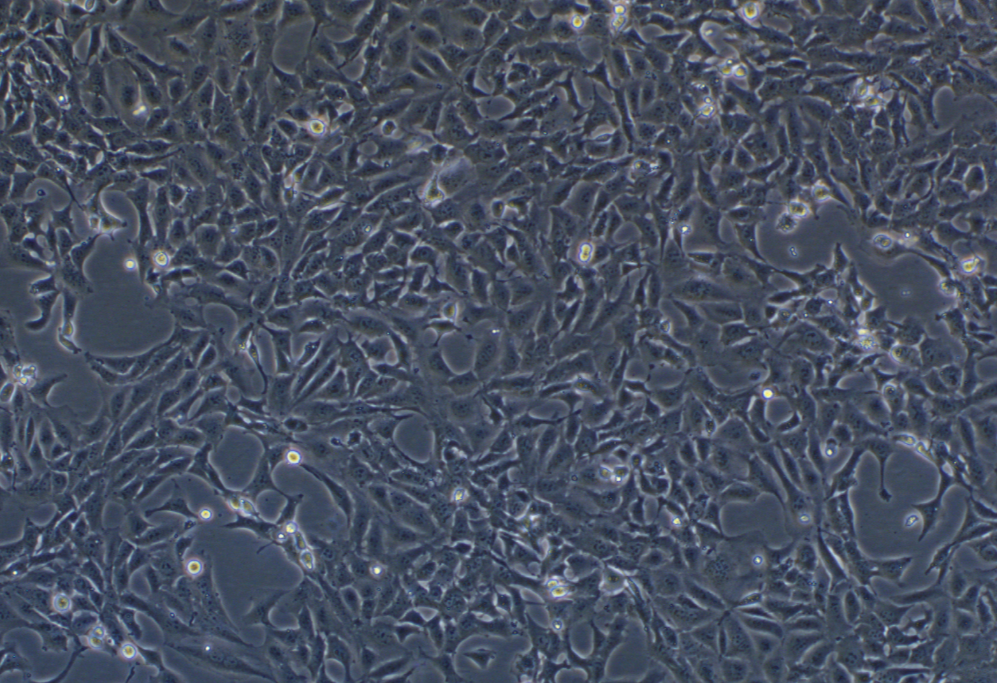 小鼠腎髓質(zhì)細胞mIMCD-3 (種屬鑒定)