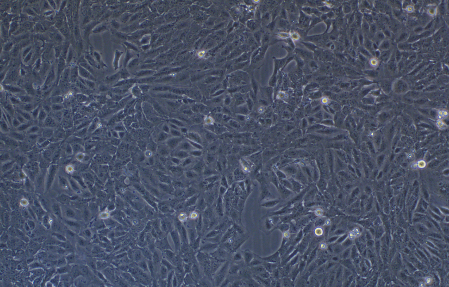 小鼠腎髓質(zhì)細胞mIMCD-3 (種屬鑒定)