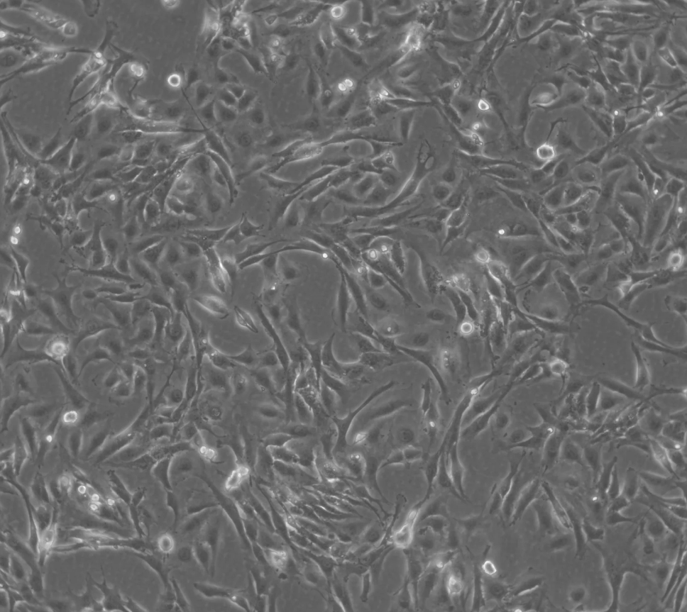 人膀胱移行細胞癌J82(STR鑒定正確)