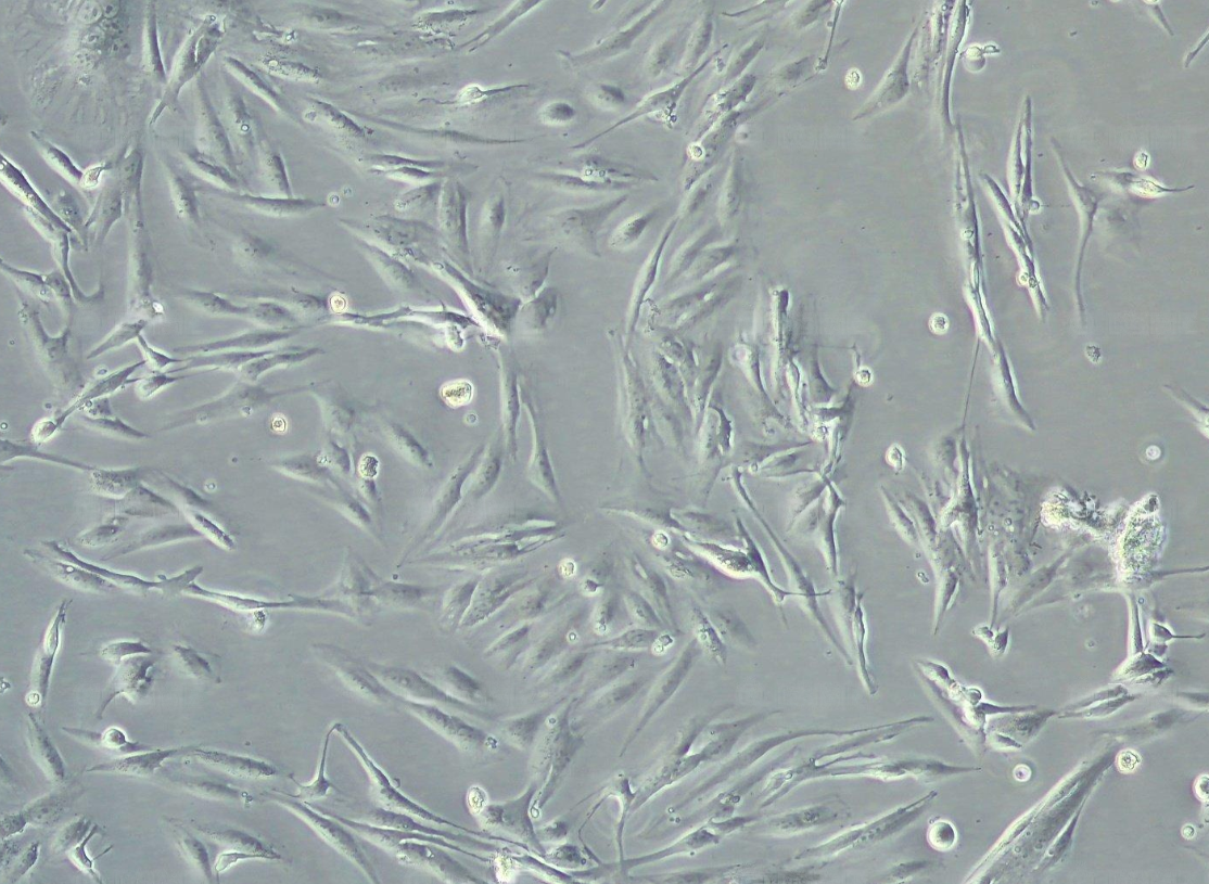 人腎透明細胞癌Caki-1(STR鑒定正確)