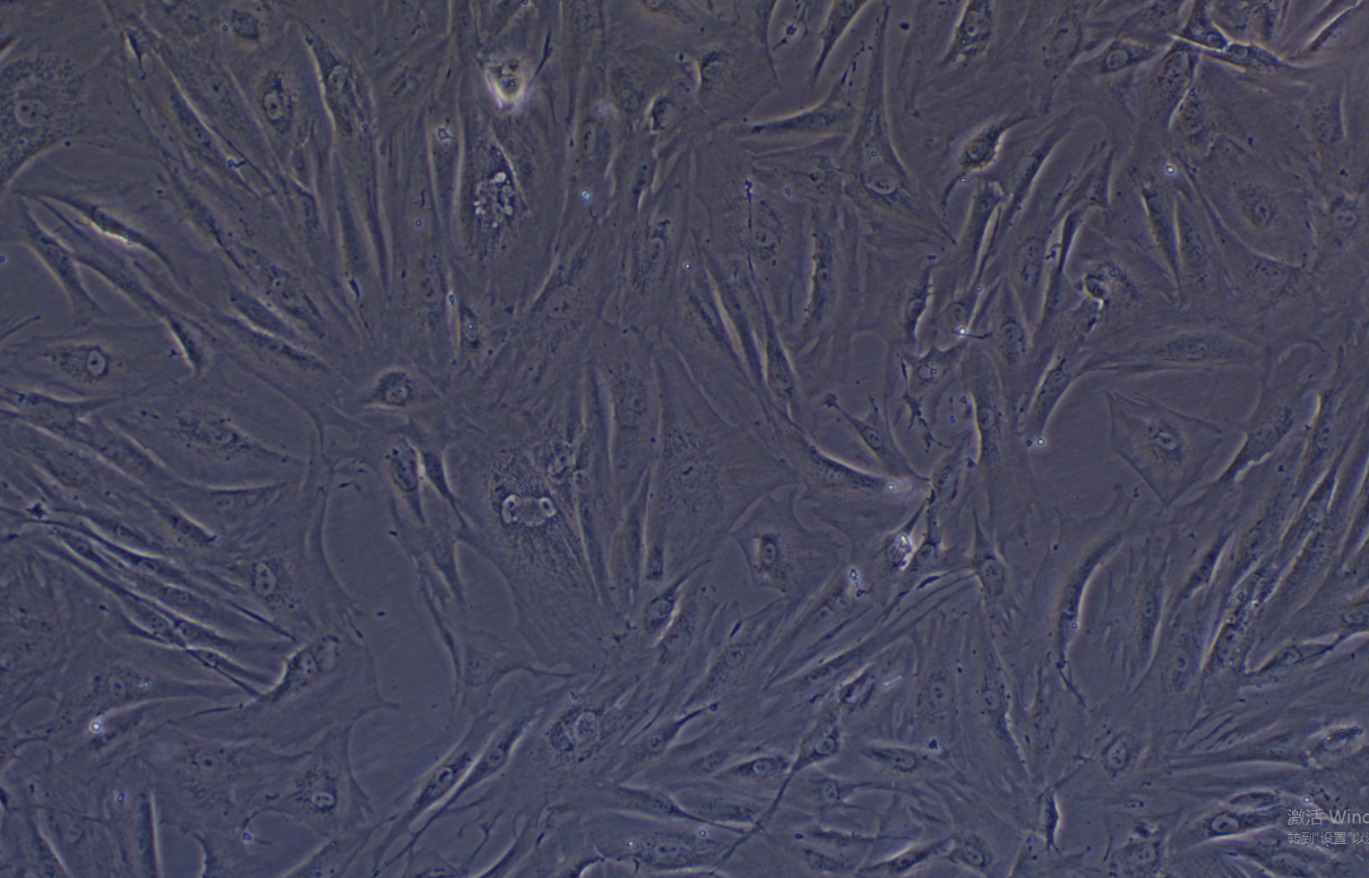 人皮膚成纖維細胞BJ(暫不提供)