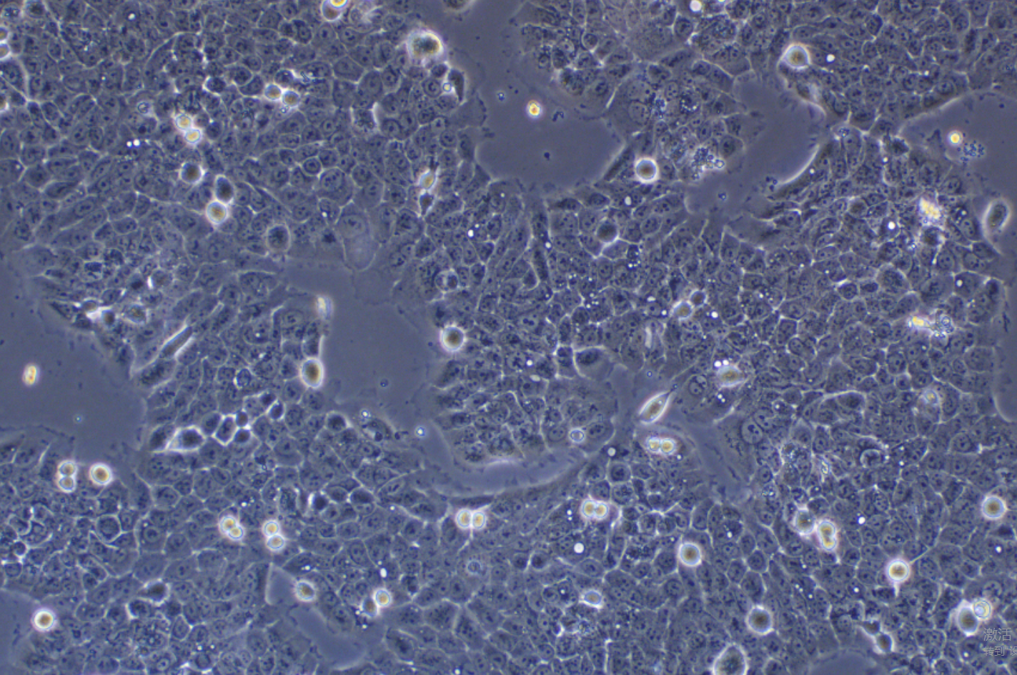 人食管癌細胞TE-3(STR鑒定正確)