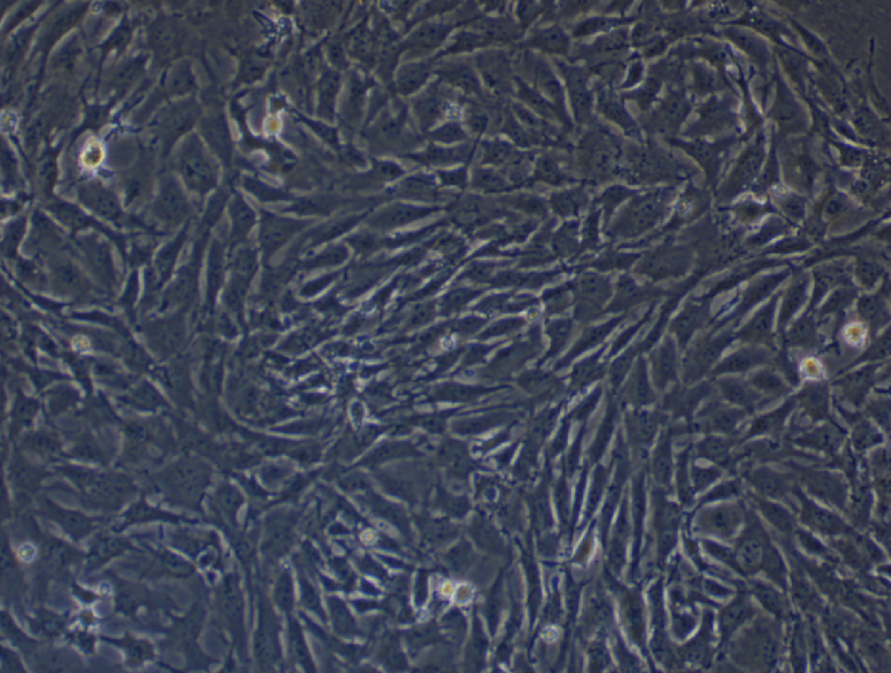 小鼠前脂肪胚胎成纖維細胞3T3-L1(種屬鑒定)