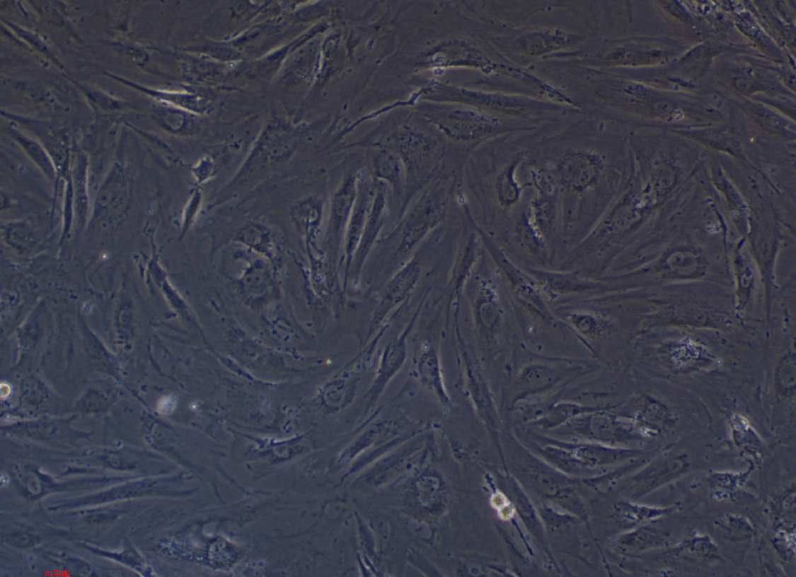 人皮膚成纖維細胞BJ(暫不提供)
