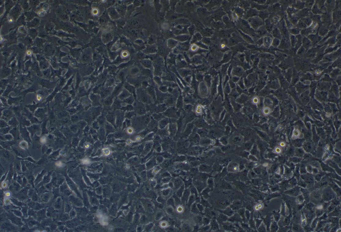 人小膠質細胞HMC3(STR鑒定正確)