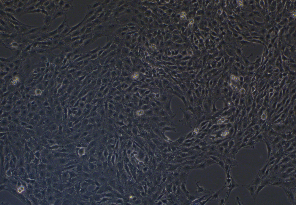 大鼠少突膠質前體細胞系OLN-93(種屬鑒定)