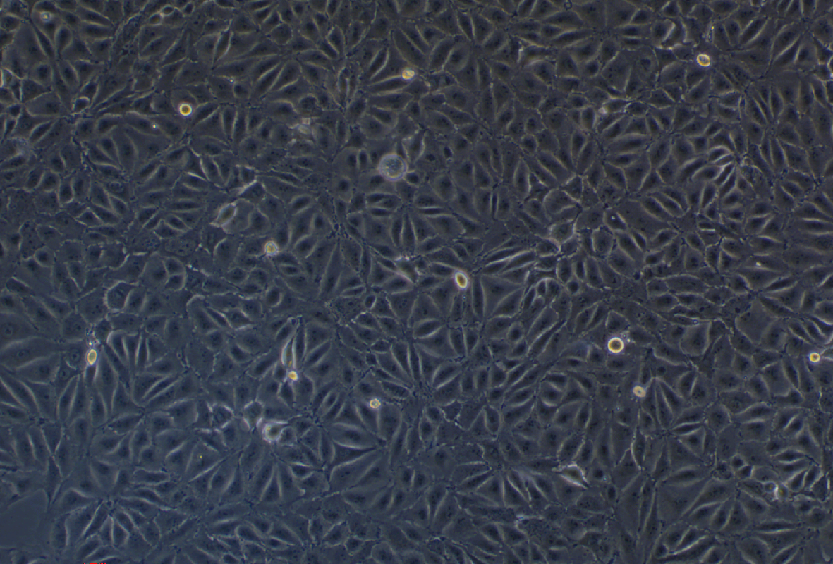 豬腎細胞系PK15(種屬鑒定)