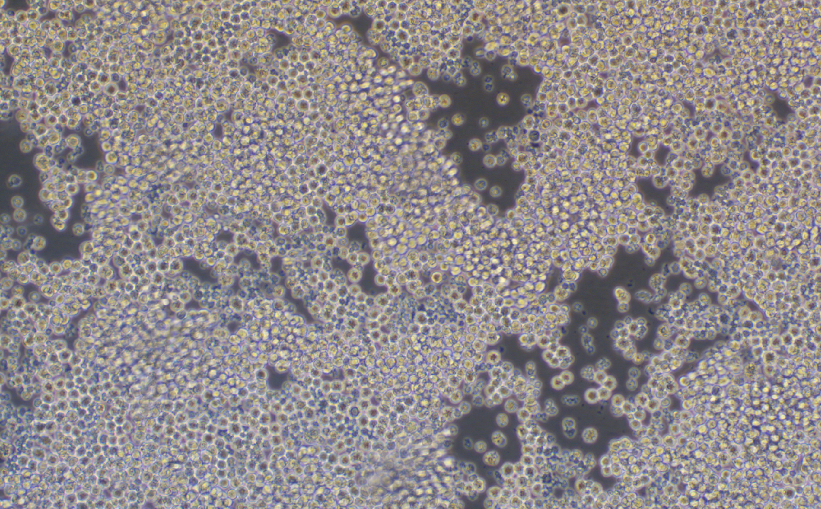 小鼠雜交瘤細胞(抗CD3)OKT 3(種屬鑒定)