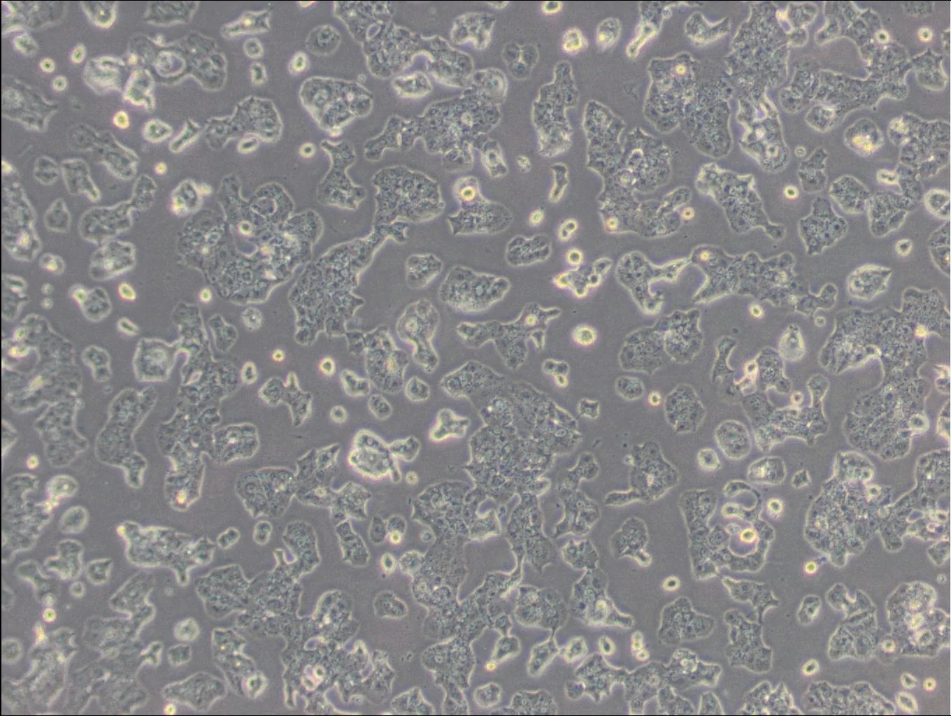 小鼠胰島素瘤胰島β細胞Beta-TC-6(種屬鑒定)
