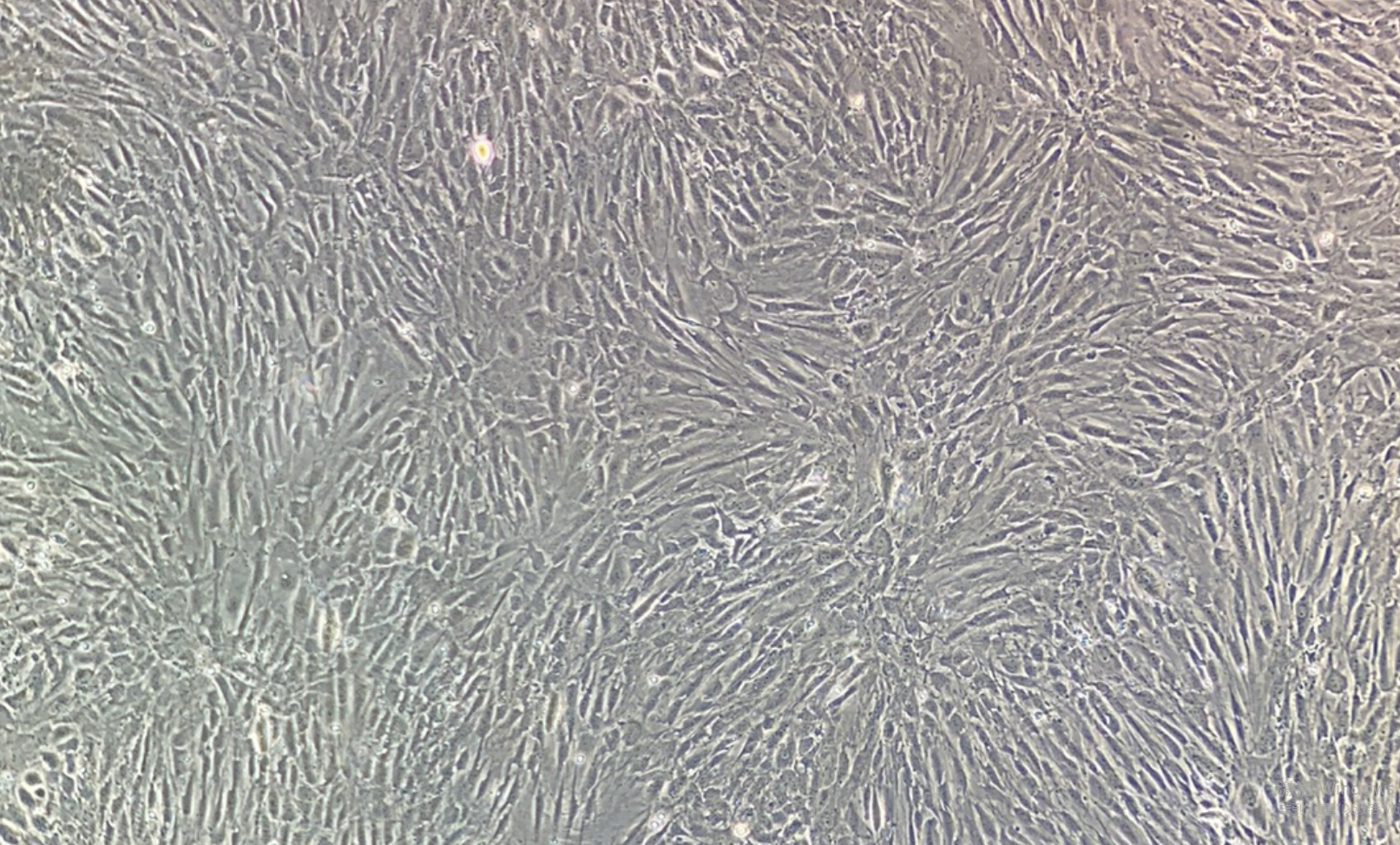 小鼠肺動脈內皮細胞