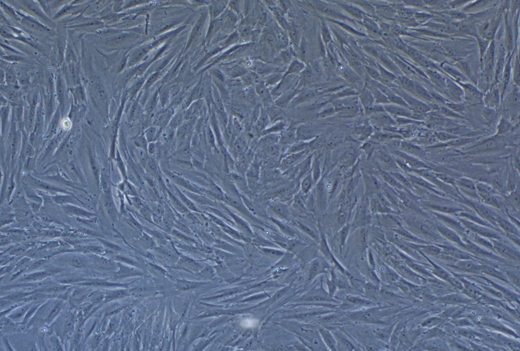 人結(jié)腸成纖維細(xì)胞