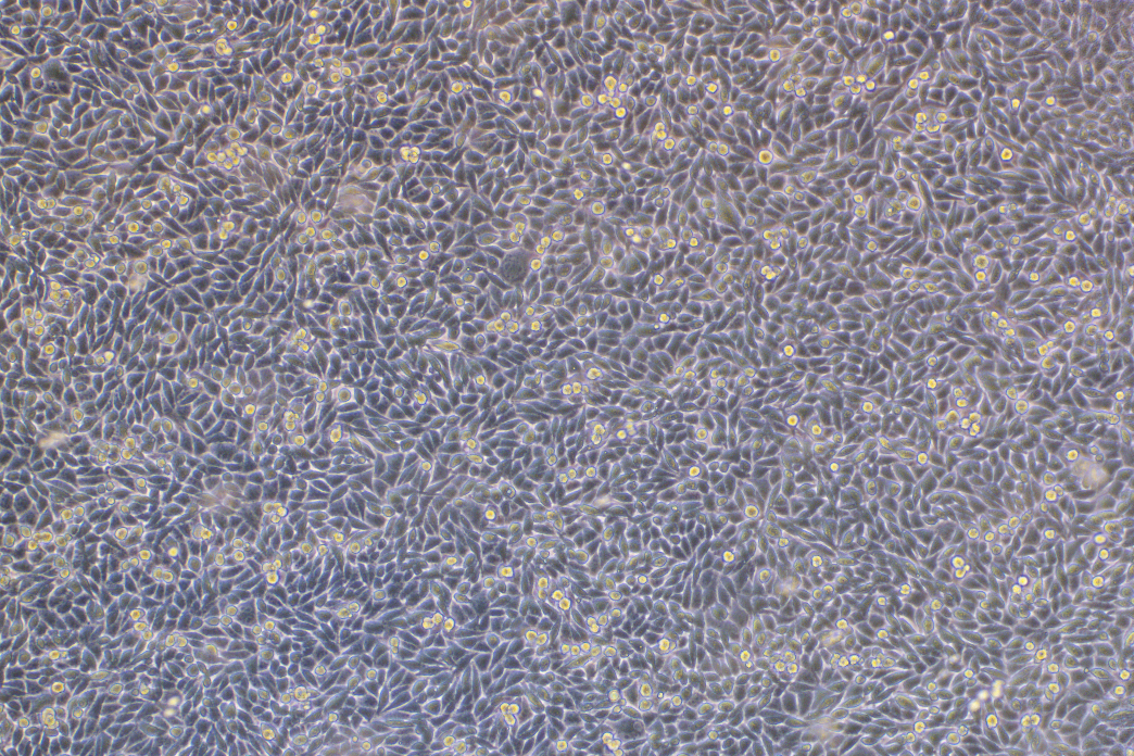 小鼠皮下結締組織細胞L-WRN(種屬鑒定)