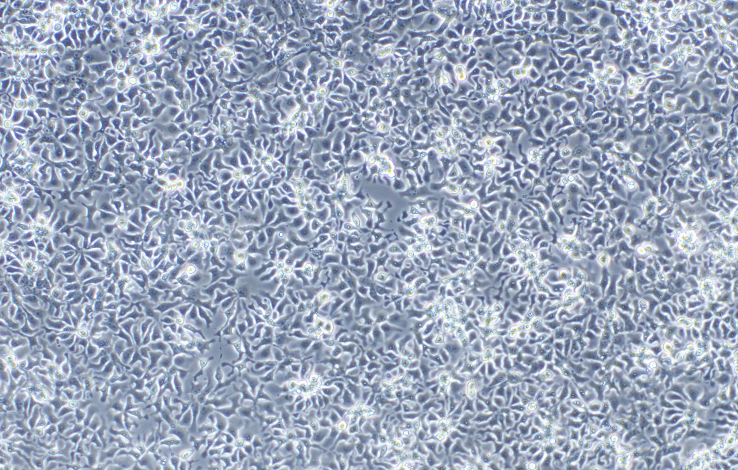 雞肝癌細胞LMH(種屬鑒定)