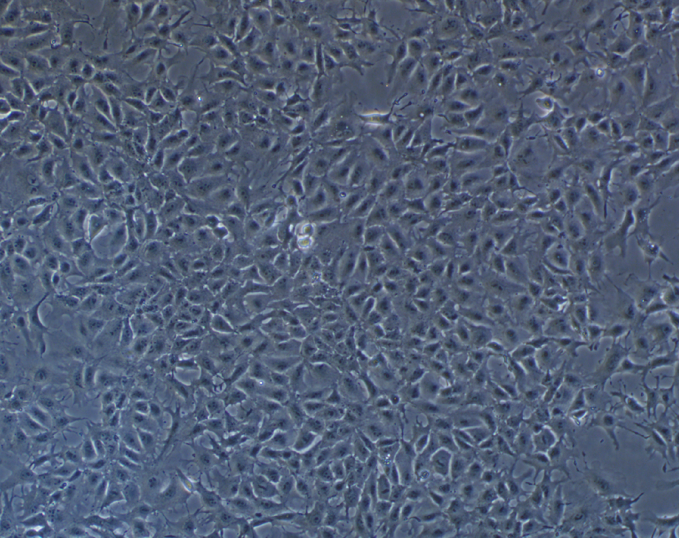 豬睪丸細(xì)胞系ST(種屬鑒定)