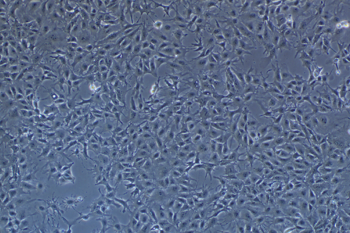 豬睪丸細(xì)胞系ST(種屬鑒定)
