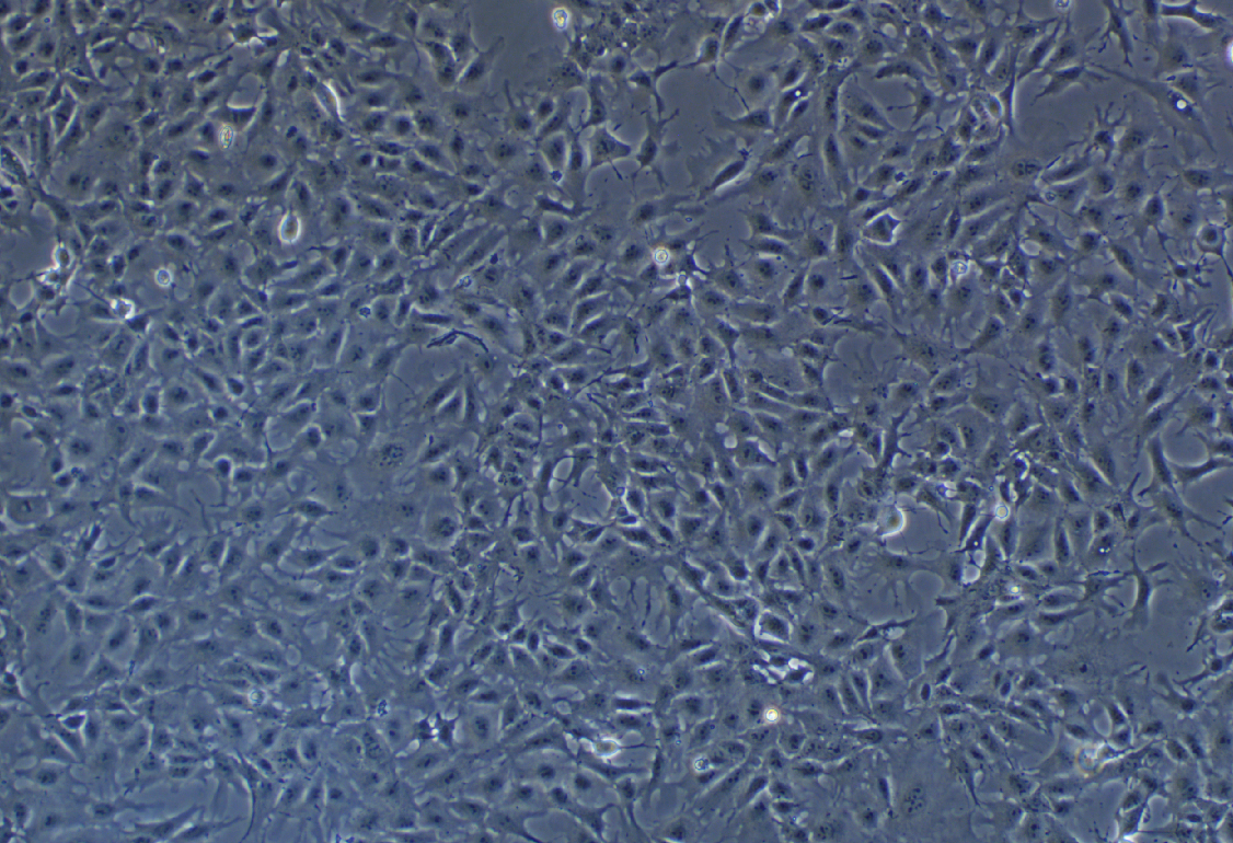 豬睪丸細(xì)胞系ST(種屬鑒定)