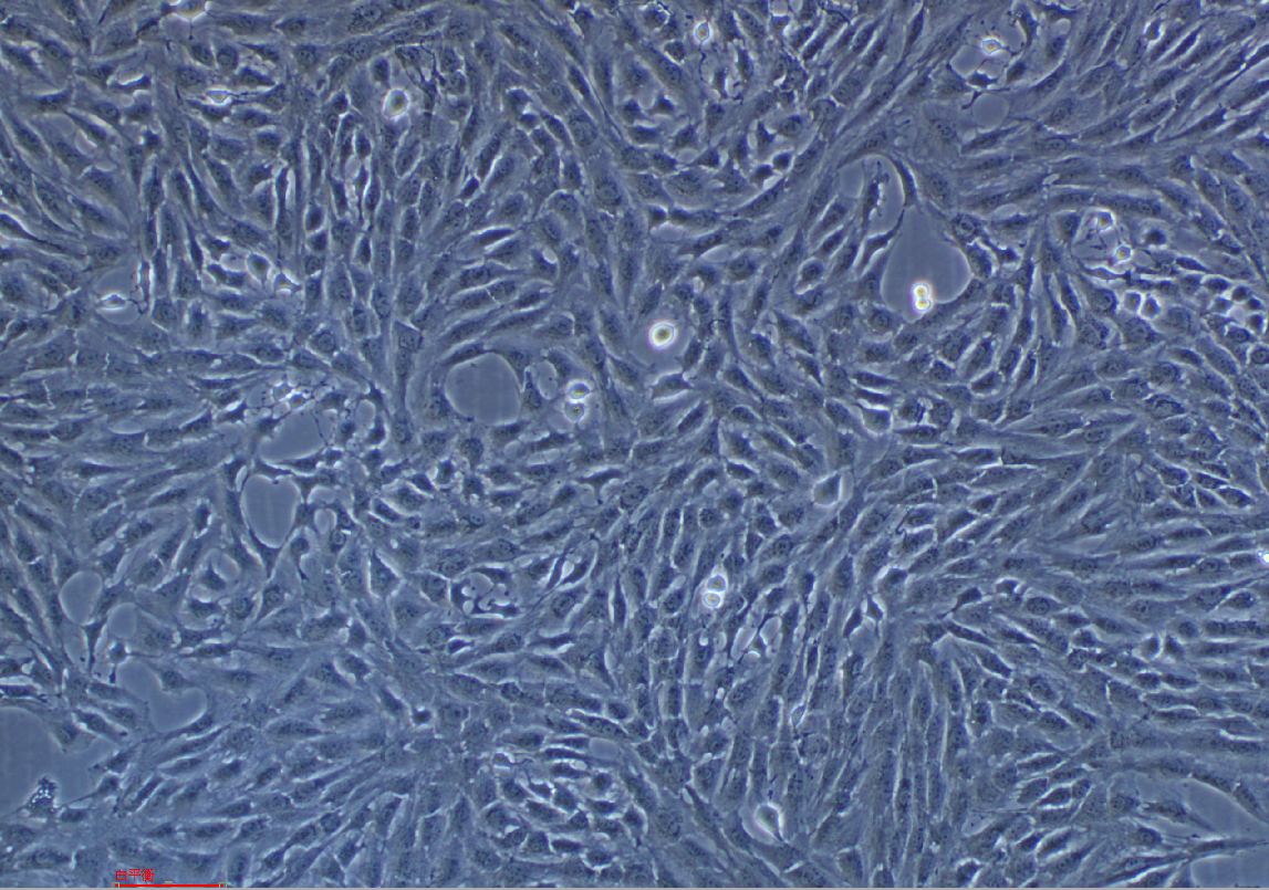 正常大鼠腎細胞(EGF受體陽性)NRK-49F(種屬鑒定)