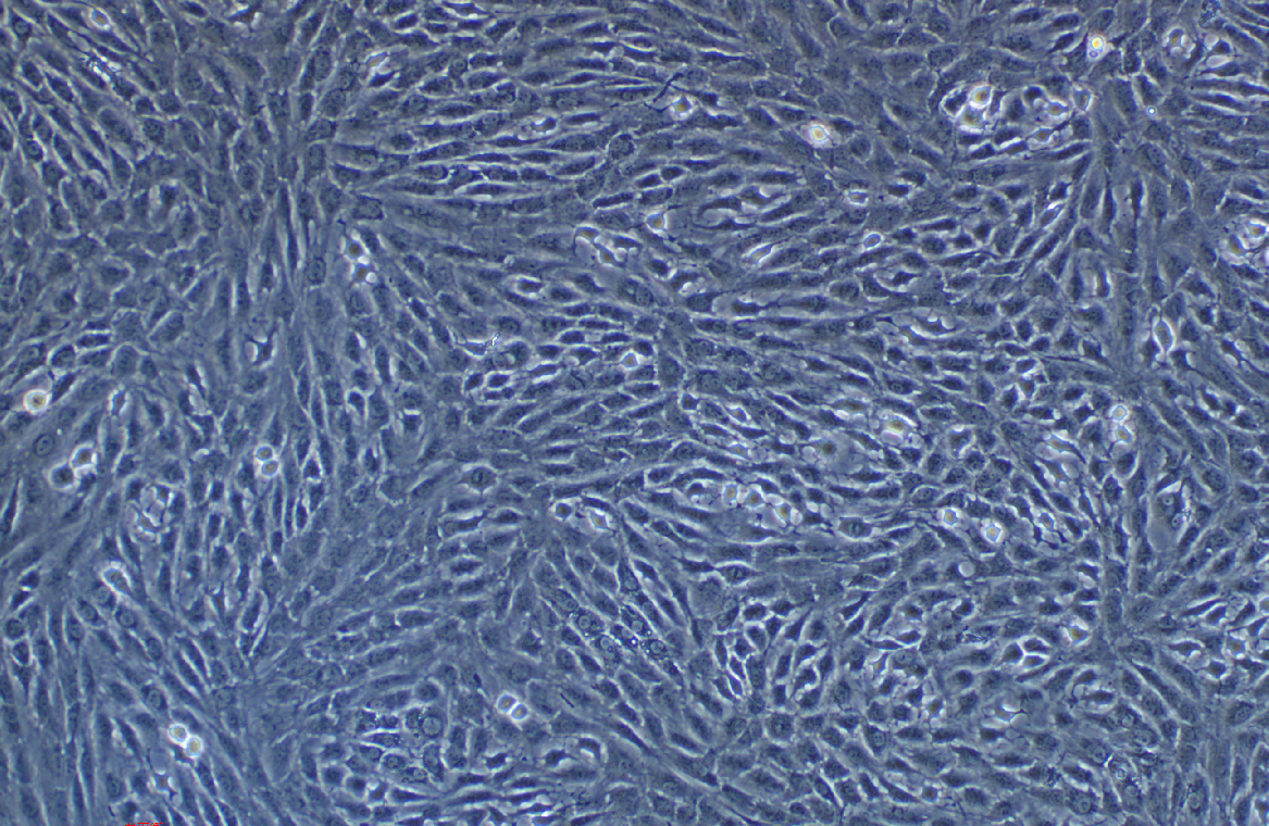正常大鼠腎細胞(EGF受體陽性)NRK-49F(種屬鑒定)