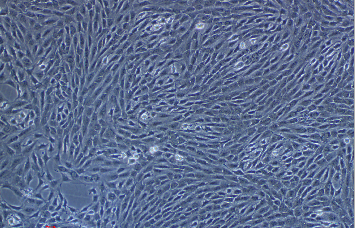 正常大鼠腎細胞(EGF受體陽性)NRK-49F(種屬鑒定)