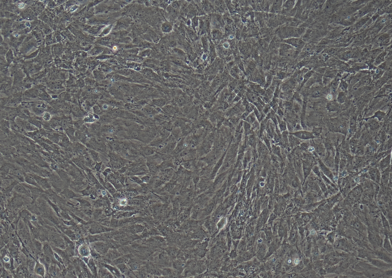 小鼠視網膜muller細胞